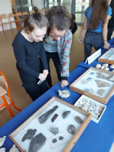 Our school’s exhibition of fossils