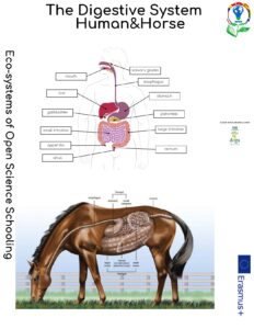 Digestive System Worksheet